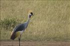 28 Crowned Crane